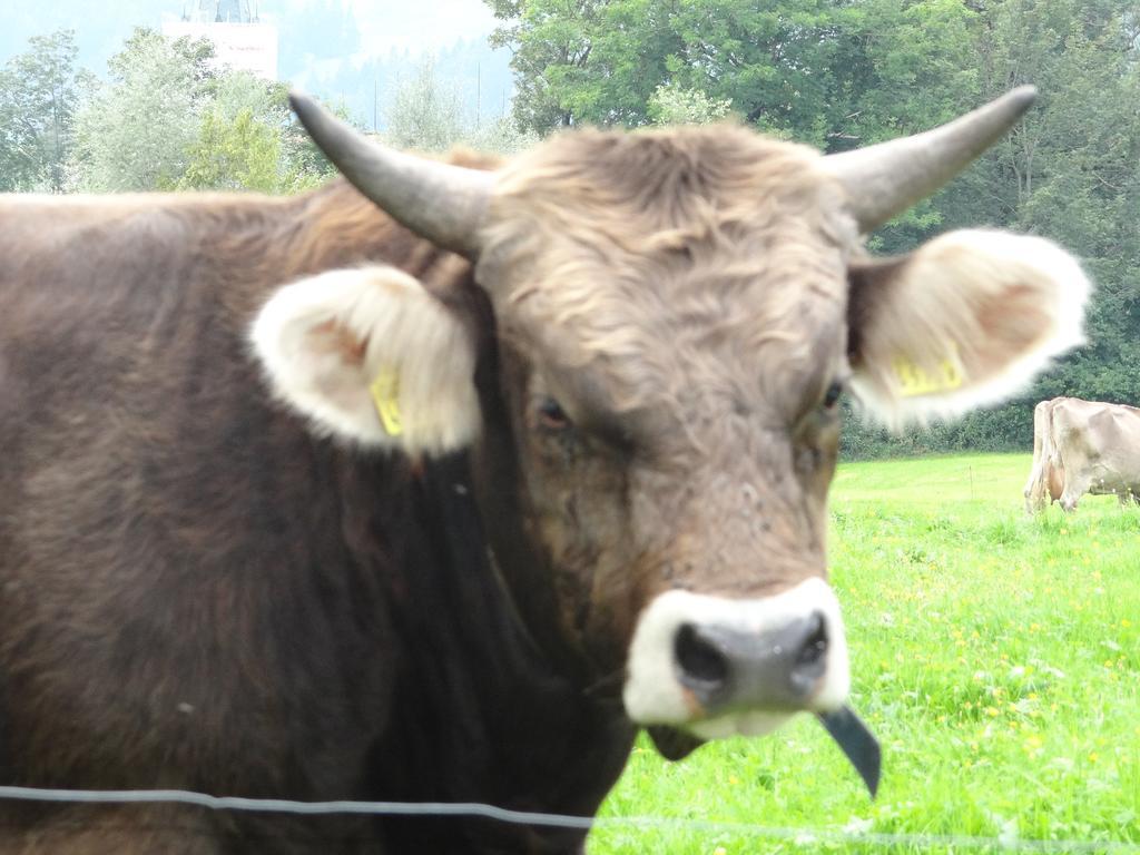 Gais Vogelnestヴィラ エクステリア 写真